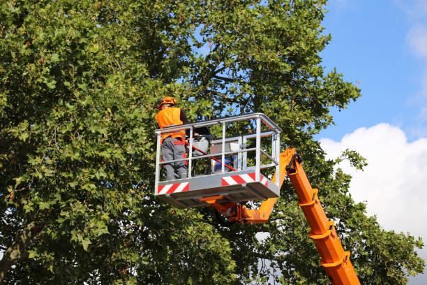 Best Large Tree Removal  in USA